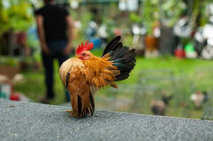 Gà Serama rất dễ nuôi, hiền lành