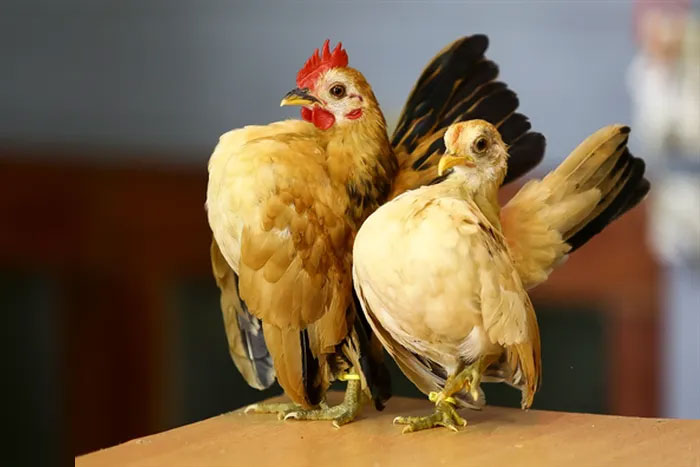 Gà Serama có giá bán không hề rẻ