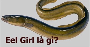 Eel Girl là gì? Tại sao Eel Girl lại đáng sợ?