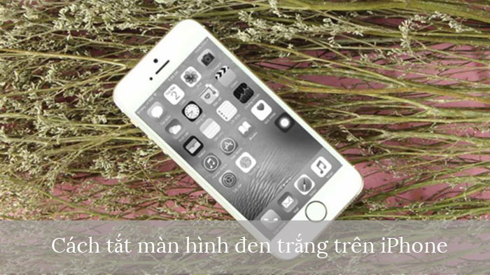 Những trường hợp nên sử dụng màn hình trắng đen trên iPhone?
