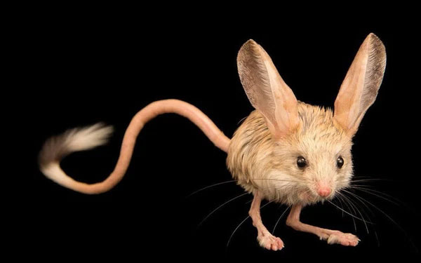 Chuột nhảy kangaroo