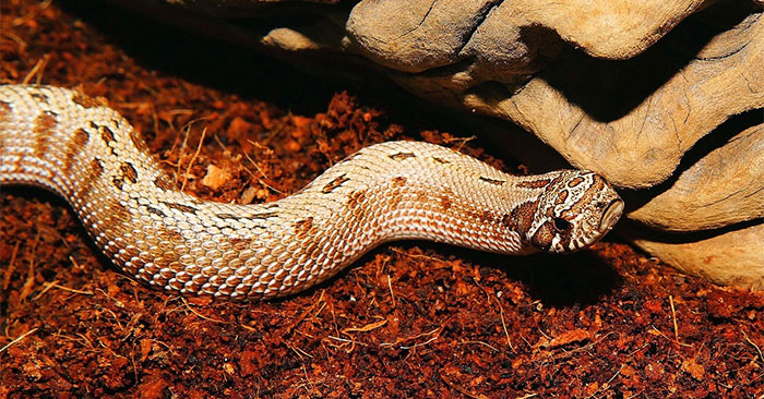 Âm thanh xì hơi do những con rắn nhỏ này tạo ra kéo dài chỉ khoảng 2/10 giây