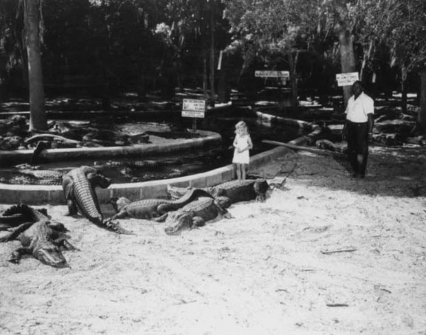 Một bé gái đứng giữa những con cá sấu ở một trang trại cá sấu tại Florida năm 1948.