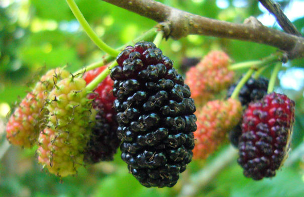 10 lợi ích của dâu tằm