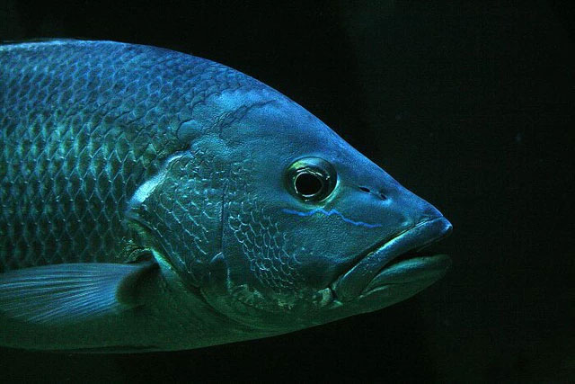 Cymothoa exigua là một loài ký sinh trùng có khả năng xâm nhập vào miệng cá thông qua mang. Sau đó chúng sẽ ăn lưỡi của cá và tự thay thế bản thân thành lưỡi mới của con cá. Đây là loài sinh vật duy nhất có khả năng thay thế hoàn toàn một cơ quan của vật chủ.