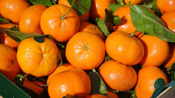 Câu thách về trái khoáy cam