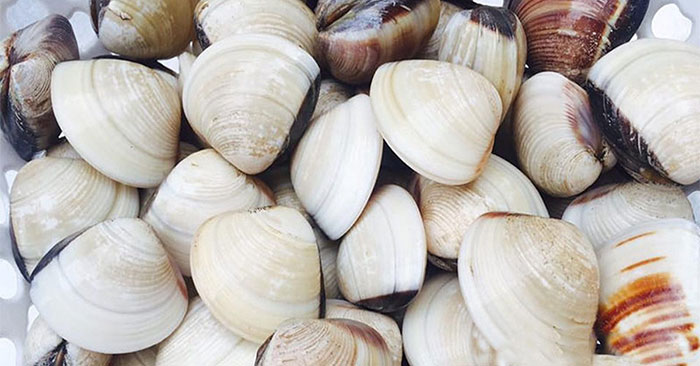How to choose fresh clams