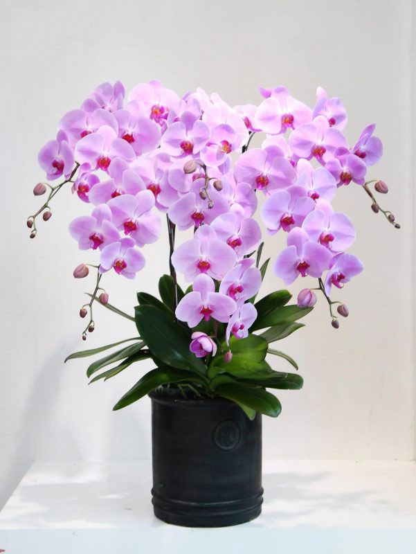 Hoa chúc mừng sinh nhật 12