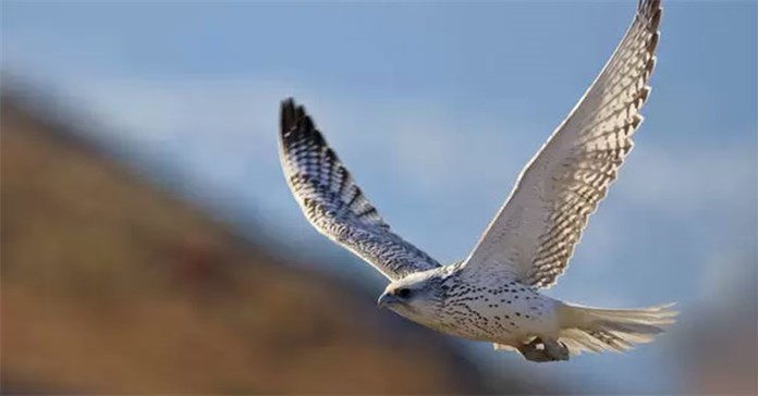 Loài chim cắt to lớn và mạnh mẽ nhất thế giới, đạt tốc độ bay 322 km/h