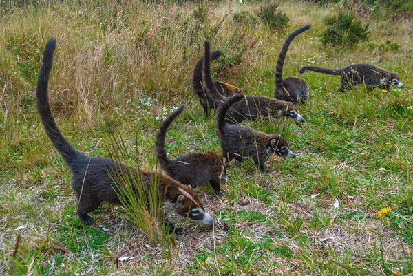Gấu mèo coati
