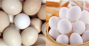 Ăn trứng gà công nghiệp hay trứng gà ta bổ dưỡng hơn? Đáp án khiến nhiều người sửng sốt