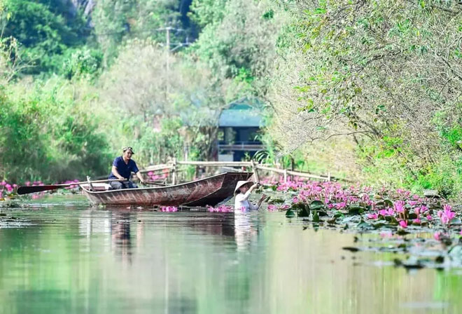 Chèo thuyền chụp ảnh với hoa súng nhưng lại biến thành “nàng tiên cá”.