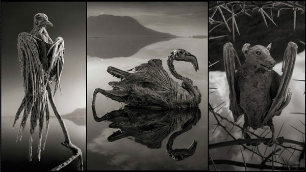 Nhiếp ảnh gia Nick Brandt đã chụp được những bức ảnh những con chim và dơi đã phải bỏ mạng trong vùng nước độc hại của hồ Natron. Sau đó, xác của chúng bị "hóa đá".