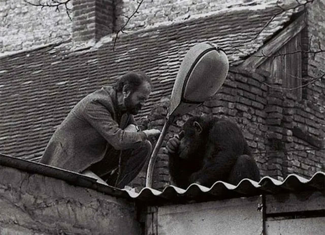 Cuộc thương lượng giữa giám đốc sở thú và một con tinh tinh đang bỏ trốn được chụp tại Belgrade, Nam Tư vào năm 1988. Nội dung của cuộc nói chuyện cho đến nay vẫn là bí ẩn.