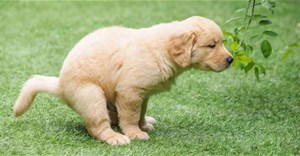 Loạt những sự thật thú vị đến hài hước của thế giới động vật