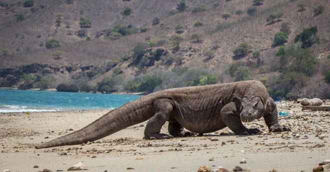 Rồng komodo cái không cần tới con đực để sinh sản. Chúng có thể tự thụ tinh trứng thông qua quá trình có tên parthenogenesis.