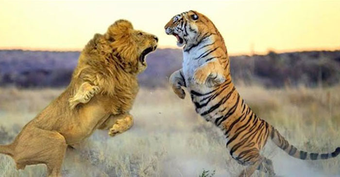 Hổ với sư tử - kẻ săn mồi nào mạnh hơn?