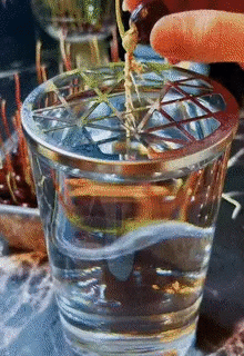 Trồng nhãn làm cây cảnh bằng hạt