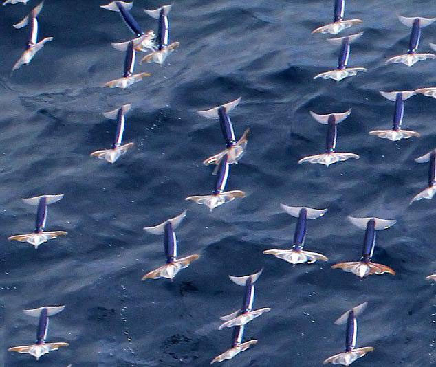 Flying squid