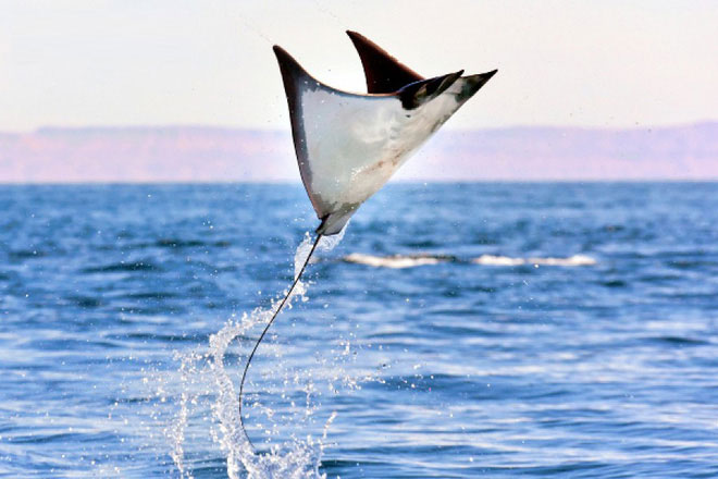 Mobula flying stingray