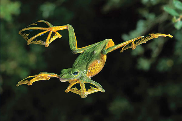 Malabar Flying Frog