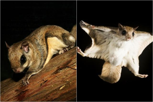 Southern flying squirrel