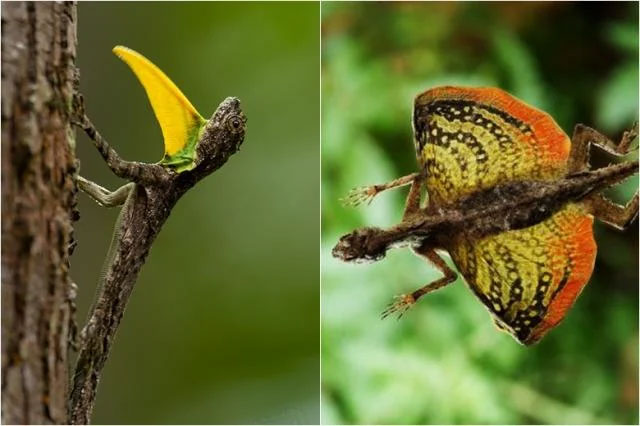 Draco flying lizard