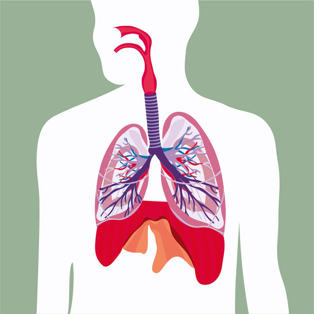 Phổi trái và phải của bạn khác nhau