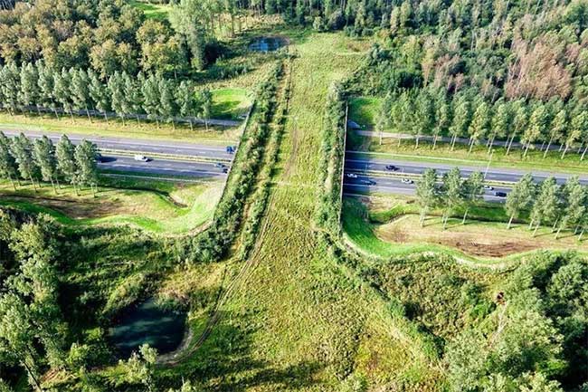 Cầu cho động vật ở North Brabant, Hà Lan bắc qua đường cao tốc được xây dựng xuyên qua các khu rừng lớn để làm lối đi cho các loài động vật.