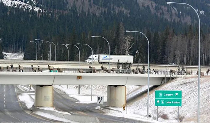Cầu vượt cho động vật hoang dã ở Banff, Alberta, Canada có khá nhiều động vật qua lại nhộn nhịp.
