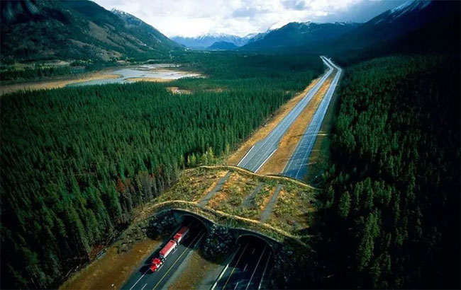 Cầu vượt cho động vật hoang dã trong công viên quốc gia Banff ở Alberta, Canada. 24 cây cầu vượt đã được xây dựng trên các cung đường cao tốc giúp các loài động vật như gấu, nai, chó sói... băng qua đường một cách an toàn.
