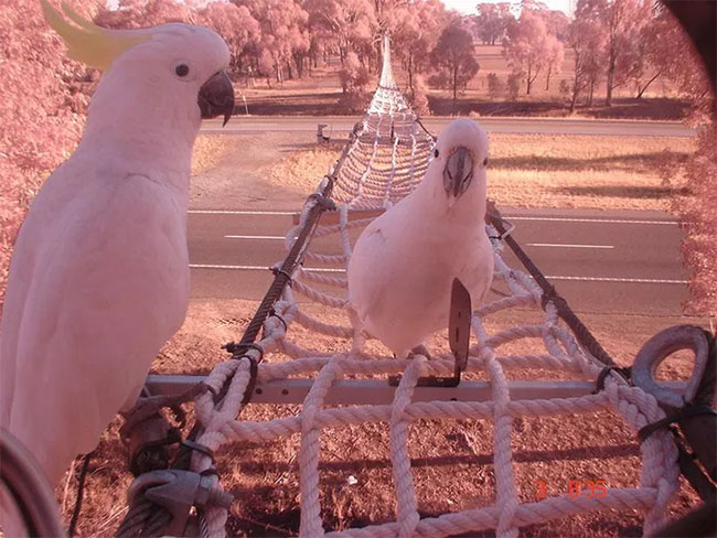 Đường bằng dây thừng dành cho sóc ở Victoria, Australia giúp chúng qua đường an toàn. Không chỉ có sóc mà những con vẹt và các loài động vật khác cũng thích cây cầu này.