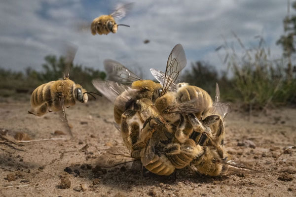 “Bee Balling” - Quả bóng ong, bức ảnh ghi lại cảnh một con ong cái đang bị bầy ong đực bao quanh để giao phối trông giống như một quả bóng vậy. Nhiếp ảnh gia Karine Aigner đã chụp lại được khoảnh khắc ấn tượng này vào một buổi sáng mùa xuân ấm áp ở Texas (Mỹ).