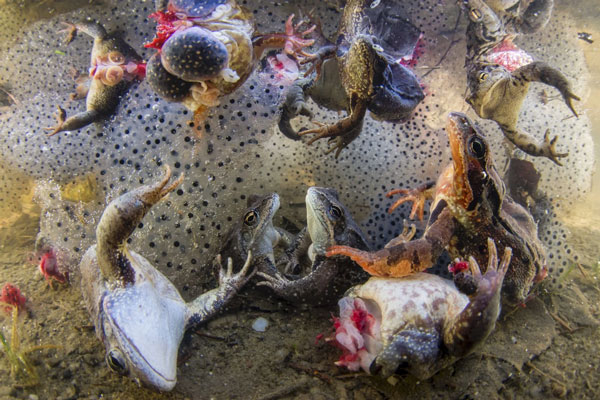 “Sickening Delicacy” - Sự kinh khủng tại vùng nước nhỏ. Bức ảnh chụp cảnh xác của những con ếch bị săn bắt trong mùa sinh sản. Nhiếp ảnh gia Bence Máté đã chụp bức ảnh này tại vùng Carpathian của Romania.