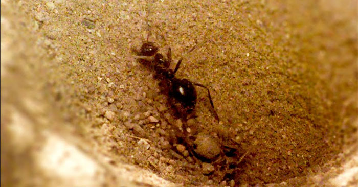 Bẫy của kiến sư tử