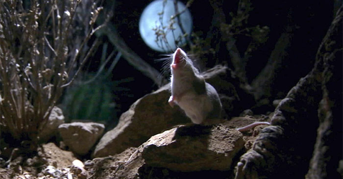 Chuột ma sói đánh dấu lãnh thổ bằng cách hú