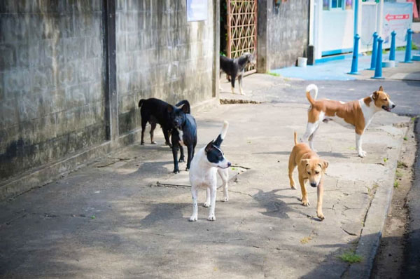 Các con vật nuôi sẽ phải tự tìm thức ăn và cách tồn tại bởi không được con người chăm sóc nữa. Có thể nhiều con vật sẽ không thể thích nghi được dẫn tới chết đói hoặc chết khát.