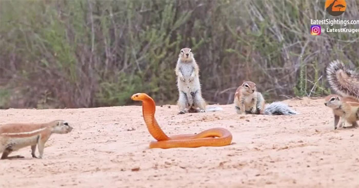 Đàn sóc đất đánh đuổi rắn hổ mang