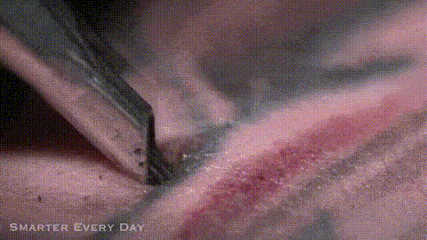 Cận cảnh quy trình để tạo ra một hình tattoo.