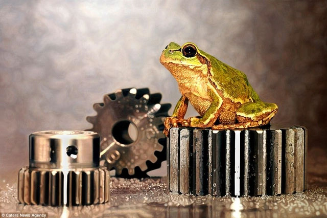 Chủ đề mà anh chàng họa sĩ này thích thú nhất là những bức tranh về những loài động vật nhỏ như cá và động vật bò sát