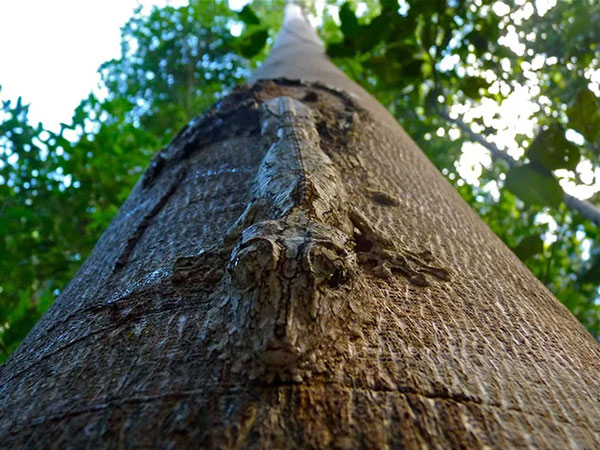 6. Con tắc kè Uroplatus nằm dẹt mình vào thân cây một như một sát thủ đang trực chờ để kết liễu con mồi.