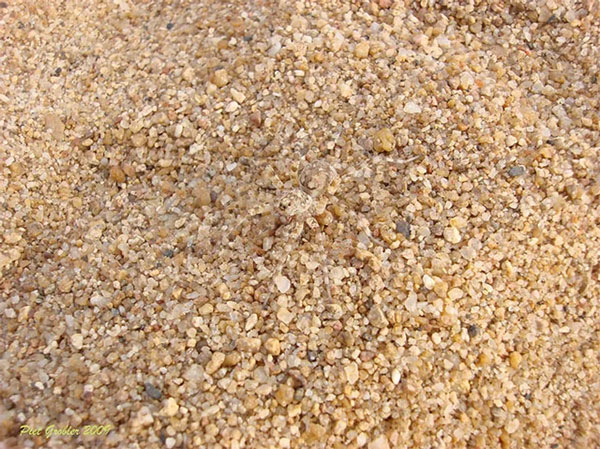 8. Một con nhện sói ẩn mình trong đám sỏi. Đố bạn nhìn ra con nhện sói trong ảnh này đấy.
