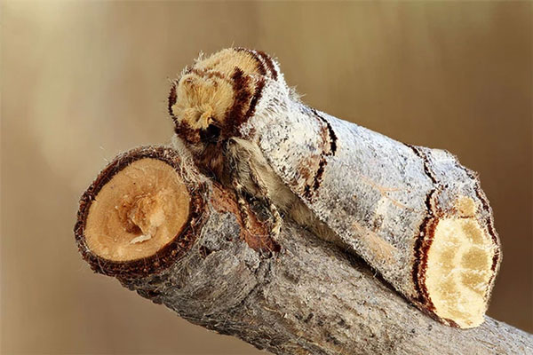9. Bướm đêm Buff-Tip ngụy trang thành một khúc cây bị cưa đứt. Nếu không đọc ghi chú này, bạn có nhận ra đó là một con bướm không.