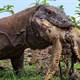 Rồng Komodo nuốt chửng rùa