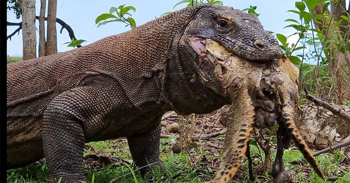 питомник в настоящем варане достиг зрелости. комодский варан. комодский варан рядом с человеком. комодский варан. комодский варан бег.