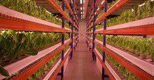 Khám phá trang trại thẳng đứng lớn nhất thế giới trồng 1.000 tấn rau mỗi năm