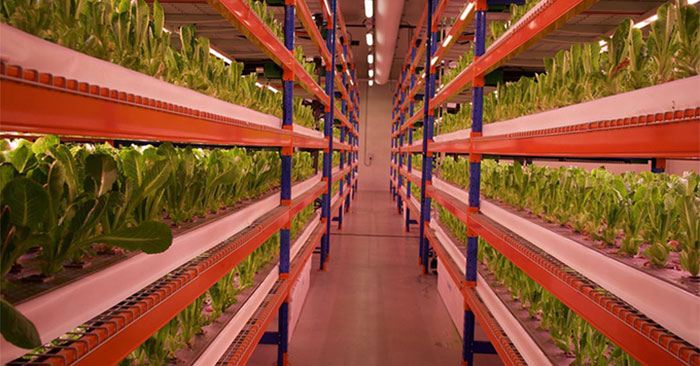 Trang trại trồng rau thẳng đứng 