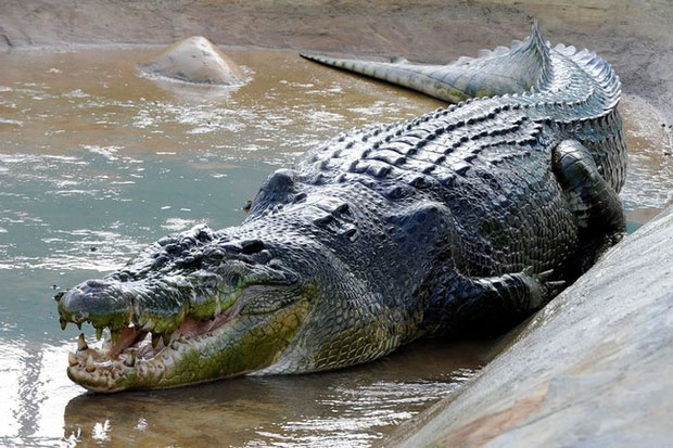 Cá sấu Lolong