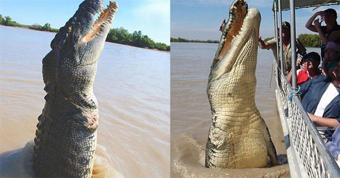 5 con cá sấu có kích thước 'khủng' nhất thế giới