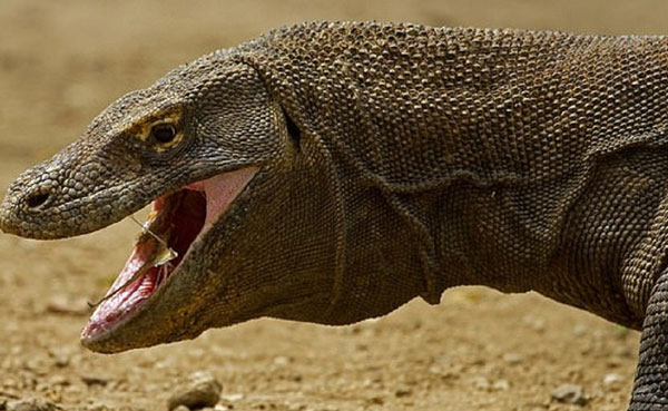 Rồng Komodo có nọc độc
